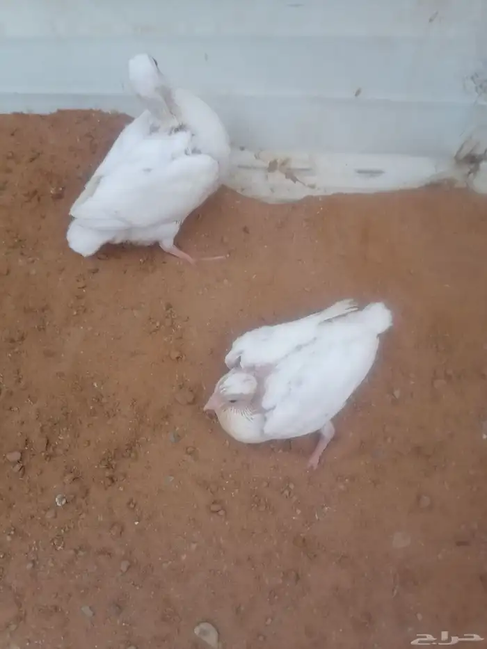 زوج حمام فرنسي للبيع مع طباته 6