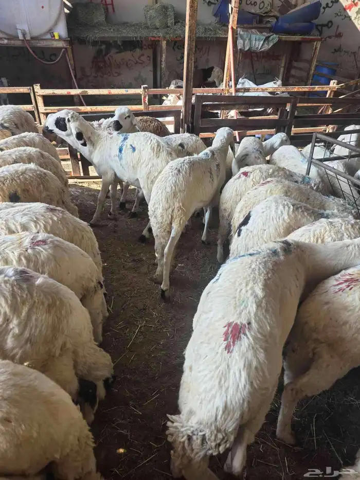 سواكني مرابي 4شهور 1