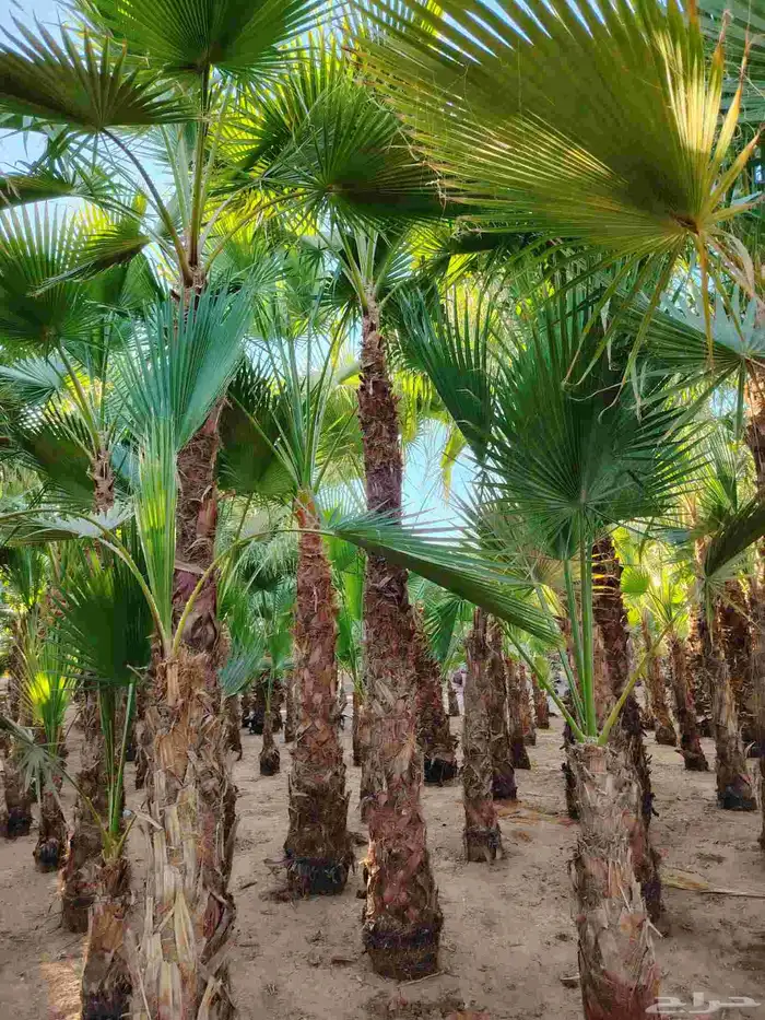 نخل واشنطني زينه امريكي جميع المقاسات متوفرة توصيل وزرعه 3