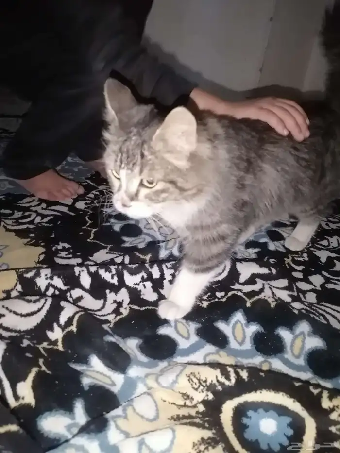 قطه للتبني العاجل للتواصل تلجرام Sozn99s 1