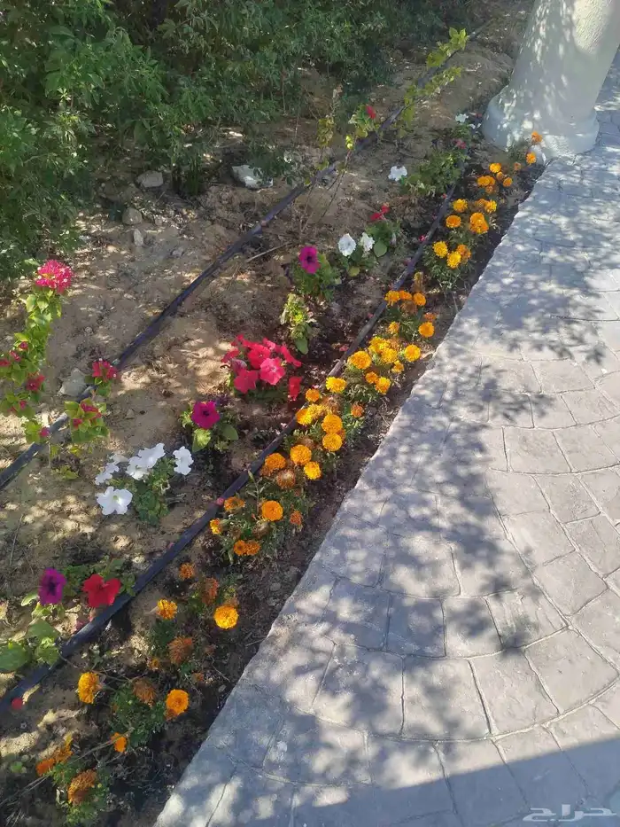 ابومحمدلبيع جميع انواع النخيل والفسيل 1