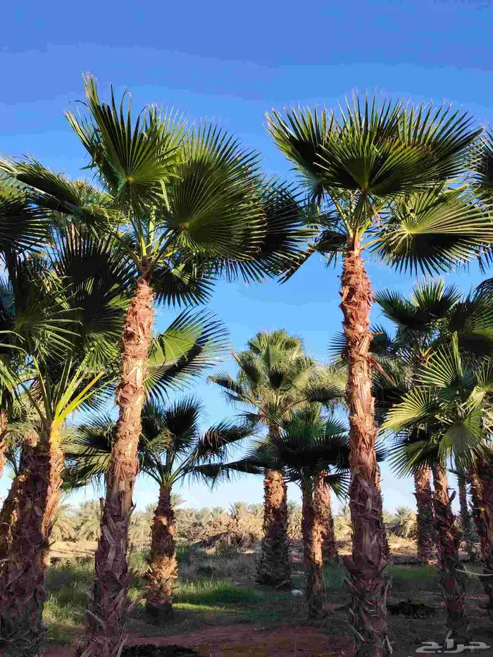 نخل واشنطني زينه امريكي جميع المقاسات متوفرة توصيل وزرعه 9