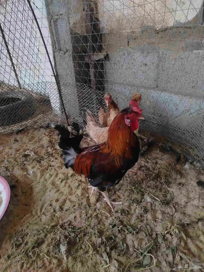 دجاج فواخر 1