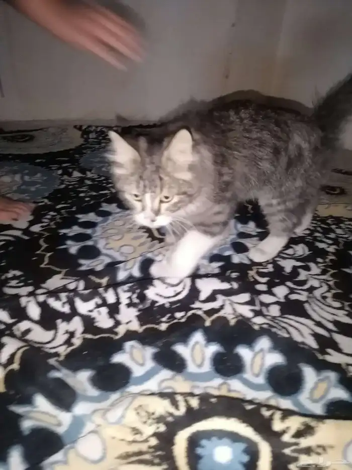 قطه للتبني العاجل للتواصل تلجرام Sozn99s 2