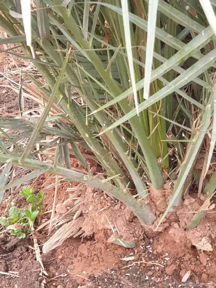 فروخ مجدول بسعر مناسب 6