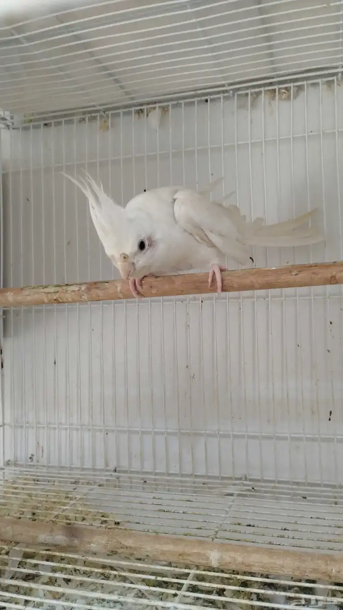 لبيع ذكر كروان البينو منتج 6