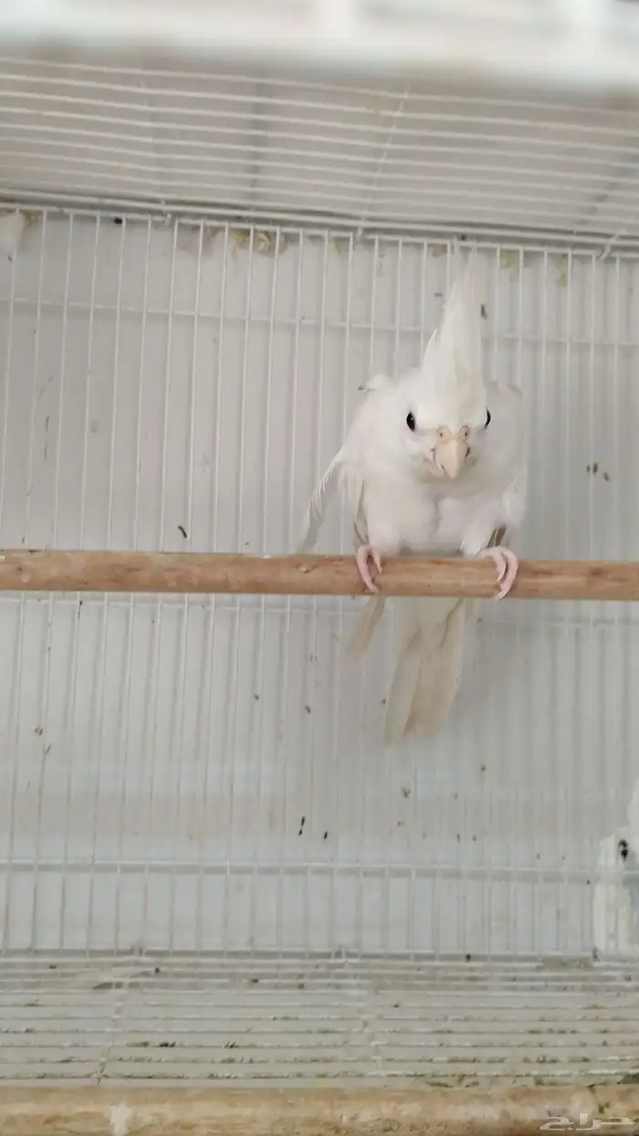 لبيع ذكر كروان البينو منتج 9