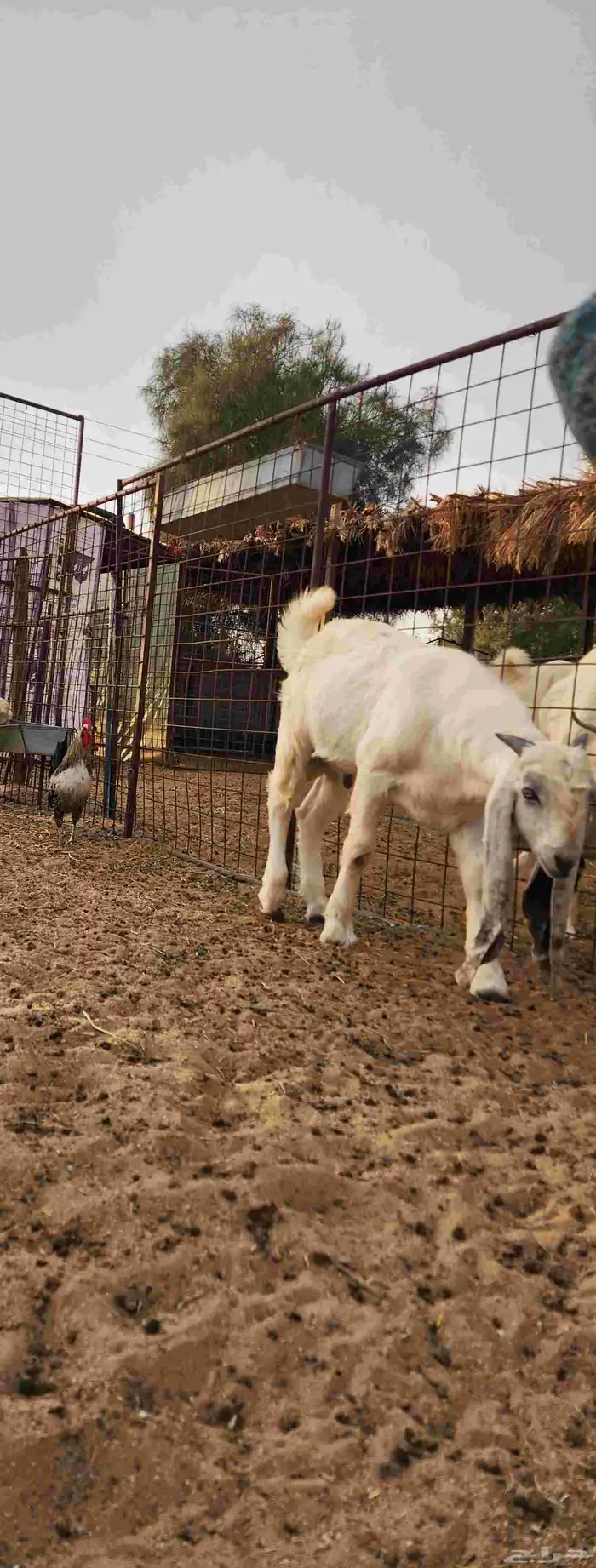 تيس ابيض سمين وطيب يصلح فحل 0