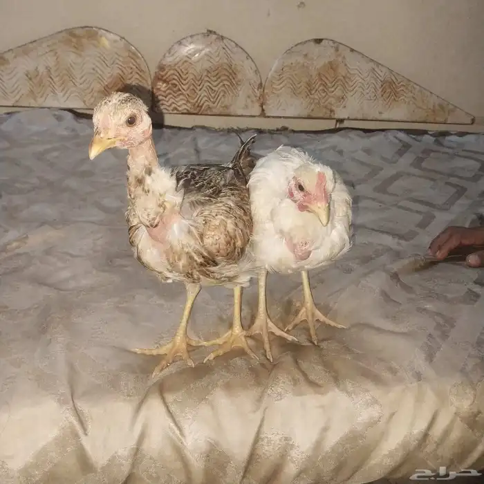 دجاج دجاج بلدي اصلع 4