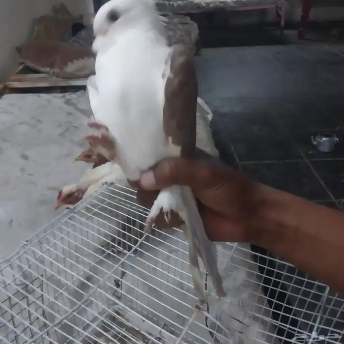 حمام كشكي للبيع 3