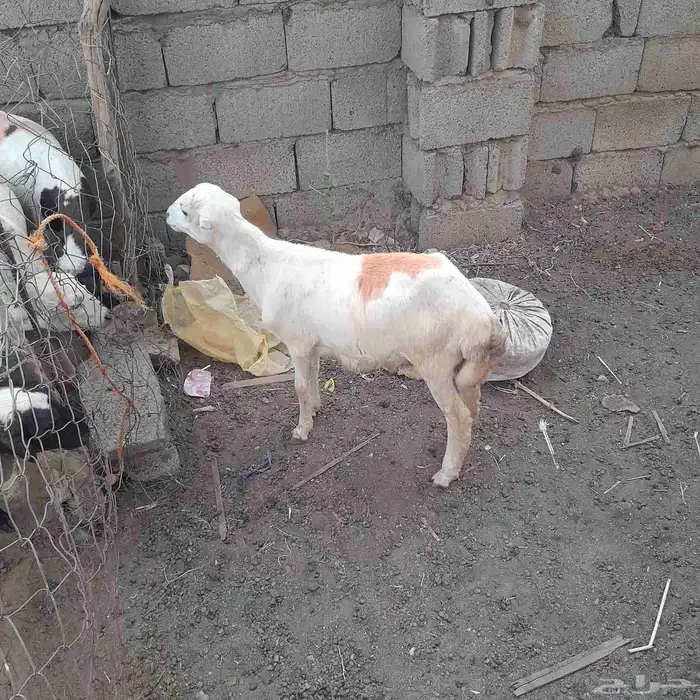 فرير للبيع 2