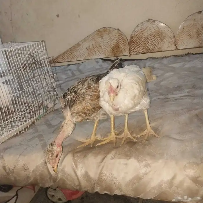 حمام كشكي للبيع 8