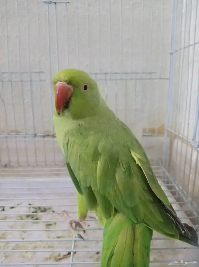 روز نك أصفر أخضر (هند ي) صحي ونشيط 0