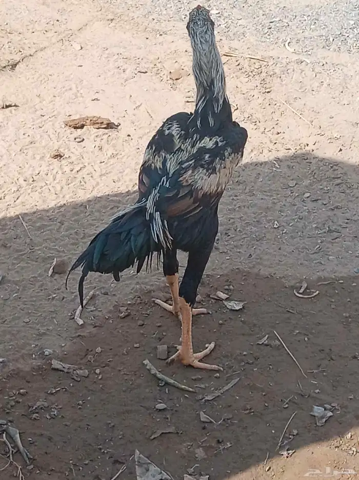 دجاجة للبيع على السوم 1