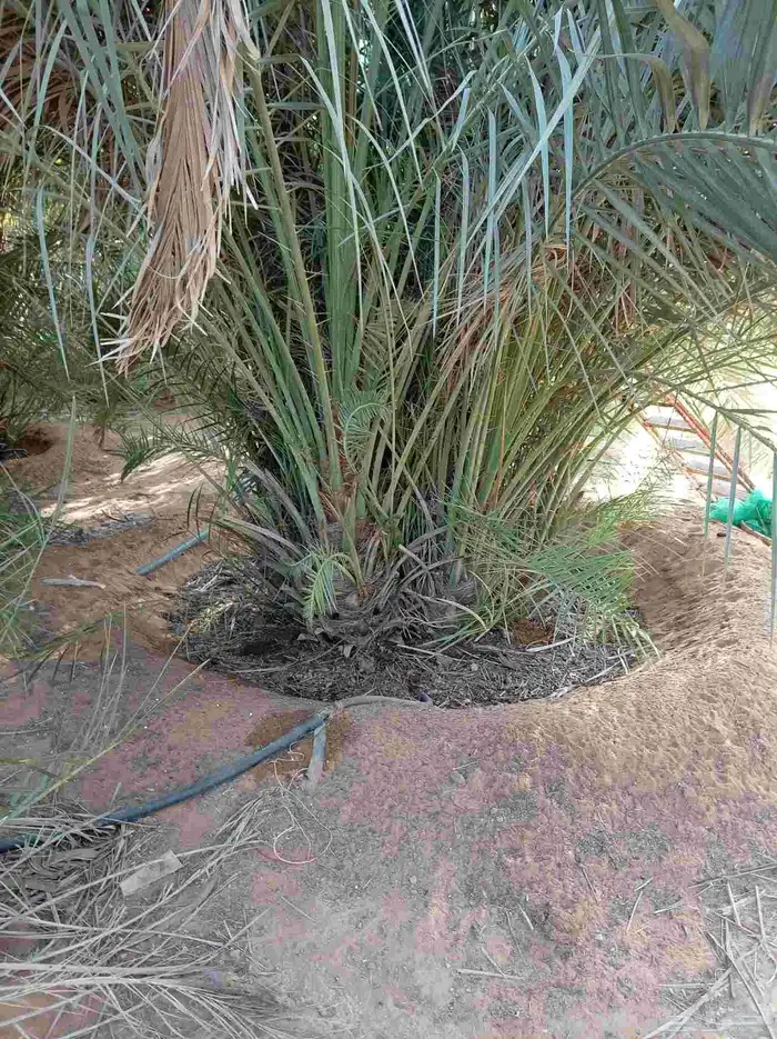 نخيل للبيع جميع مواصفاته ع الطلب 9