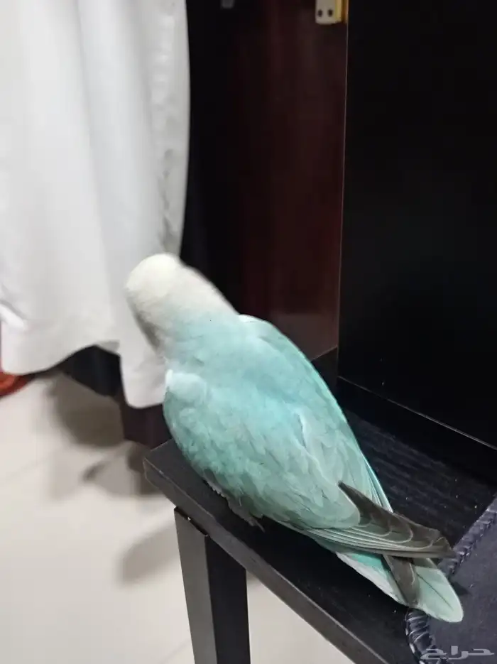 طير روز للبيع 3