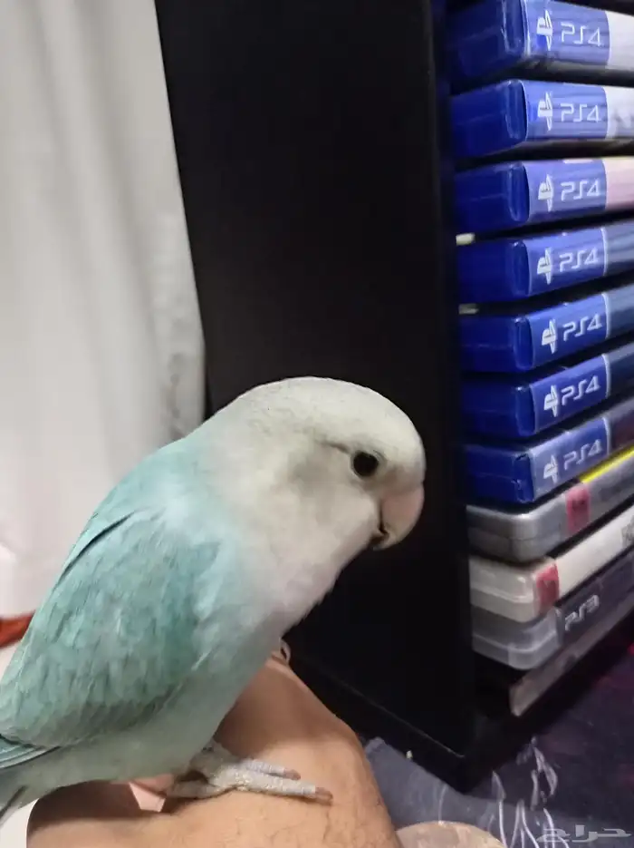 طير روز للبيع 1