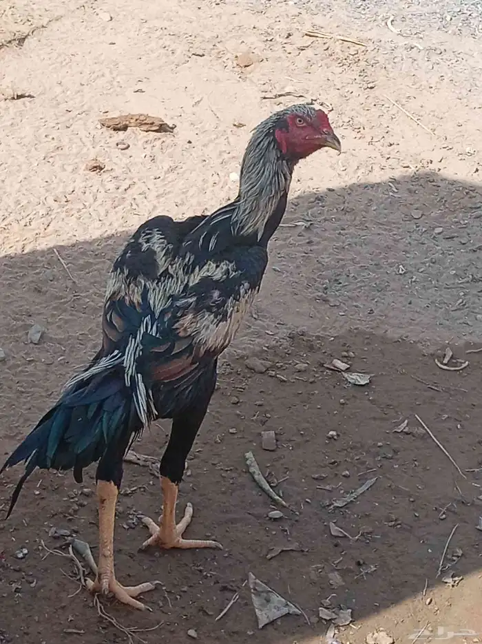 دجاجة للبيع على السوم 0