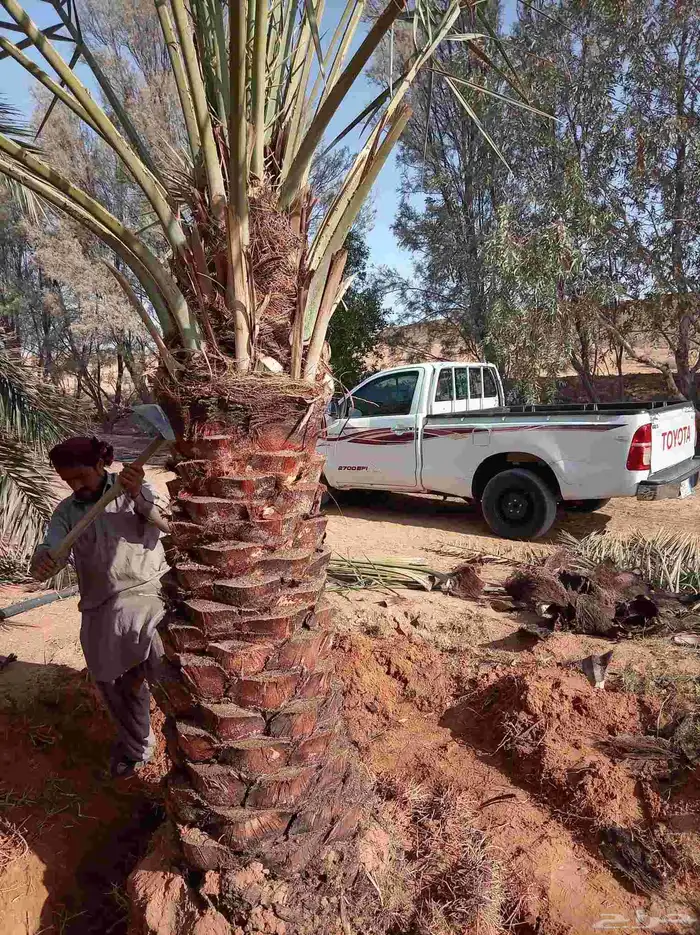 نخيل للبيع جميع مواصفاته ع الطلب 5