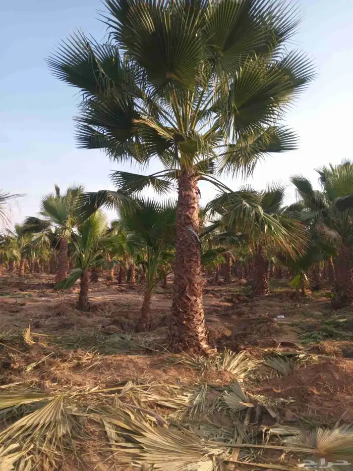 نخل زينه وشطني نخل زينه امربكي نخيل زينه 2