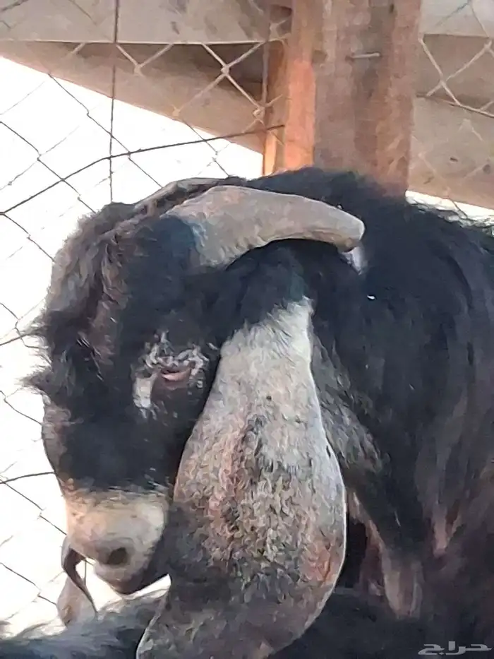 تيس فحل عارضي صنف الصنف السن رباع او بداية سديس مشروط ضراب 6