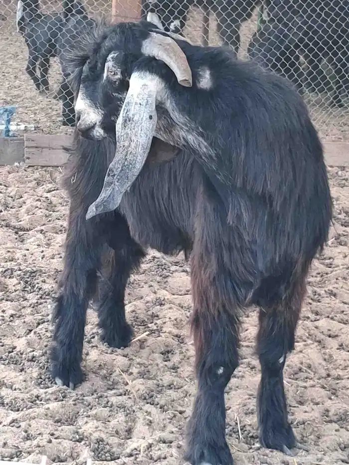 تيس فحل عارضي صنف الصنف السن رباع او بداية سديس مشروط ضراب 2