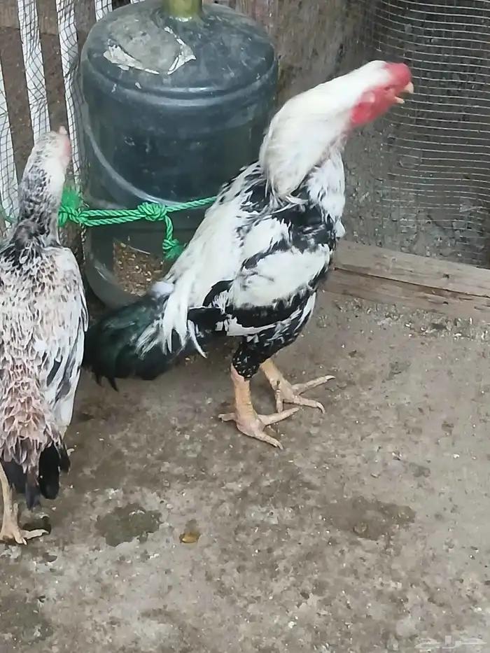 دجاج فارسي 0