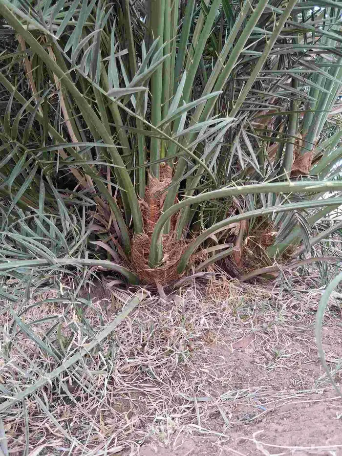 فروخ نخل صقعي مجدول وجثايث ونقايل 5