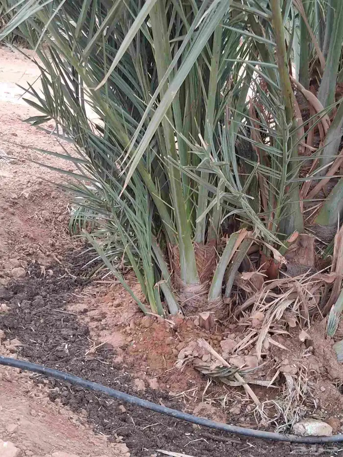 فروخ نخل صقعي مجدول وجثايث ونقايل 0