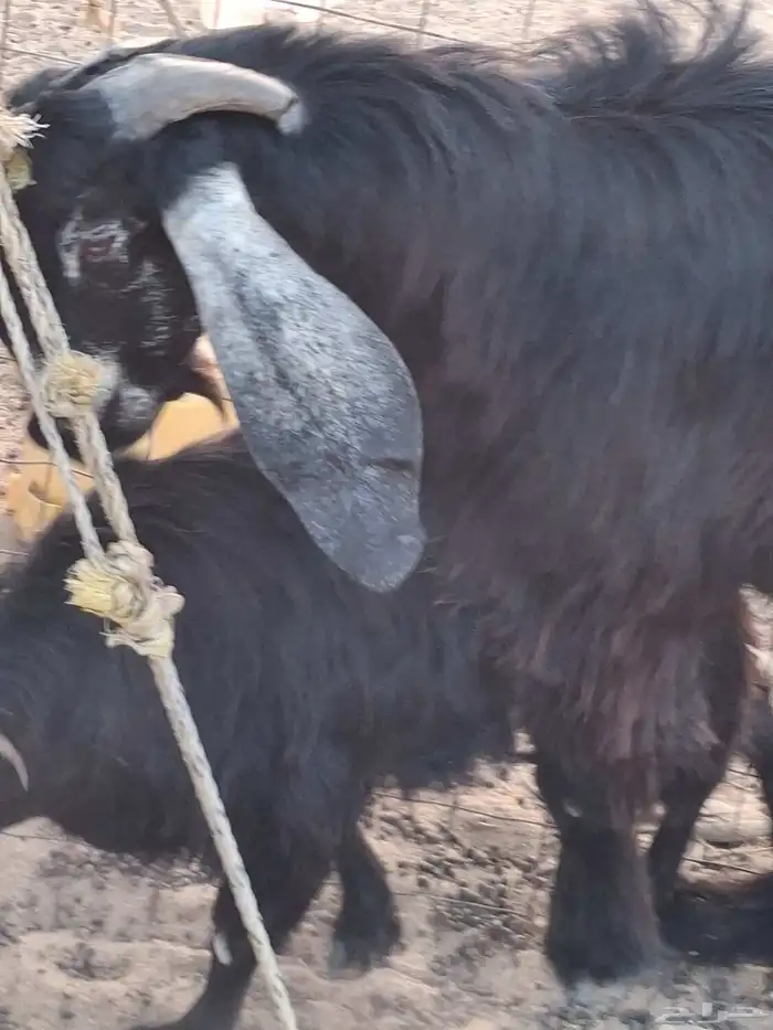 تيس فحل عارضي صنف الصنف السن رباع او بداية سديس مشروط ضراب 8