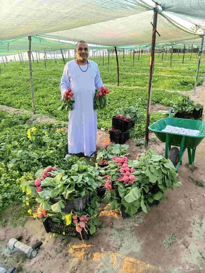 تنسيق حدائق وتركيب شبكات الري   تواصل 0