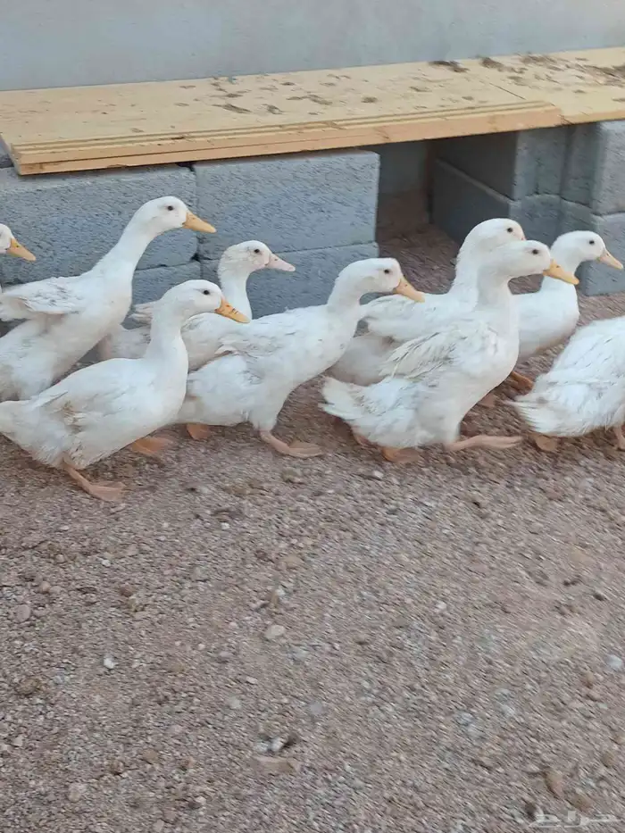 بط بكيني الدوادمى 1