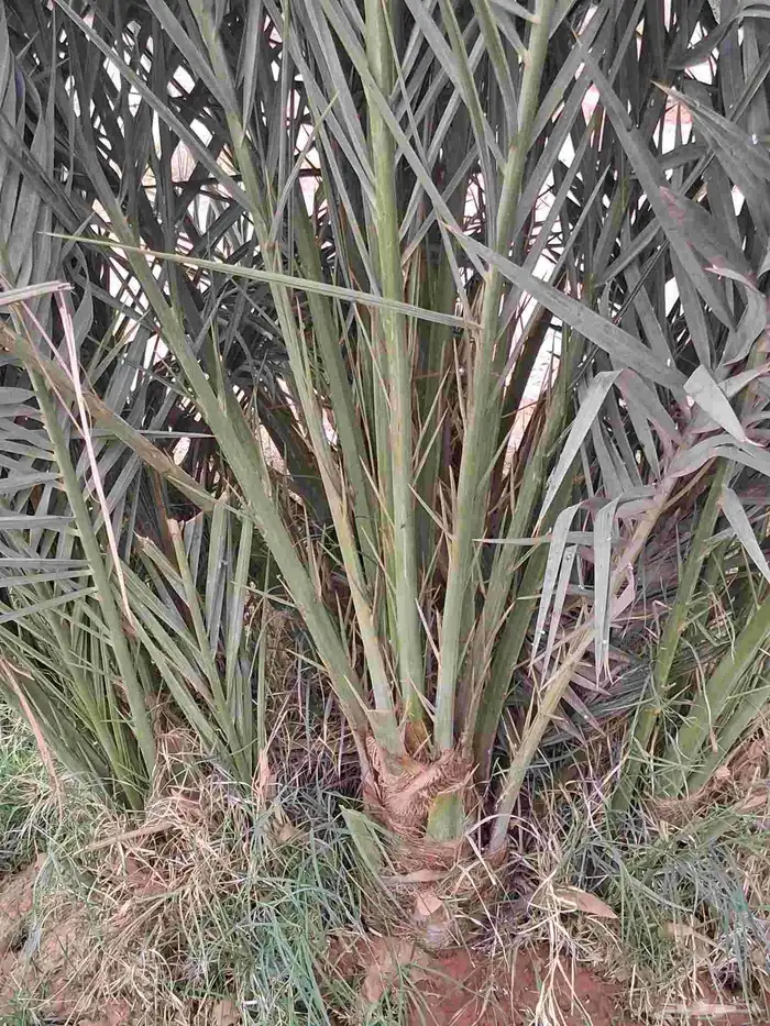 فروخ نخل صقعي مجدول وجثايث ونقايل 3