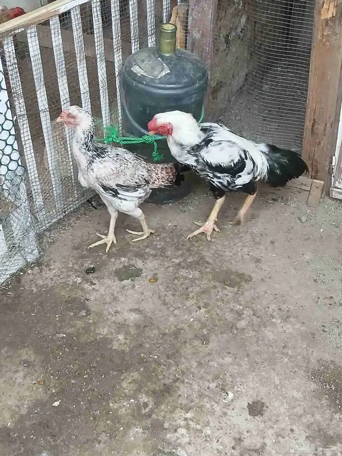 دجاج فارسي 2