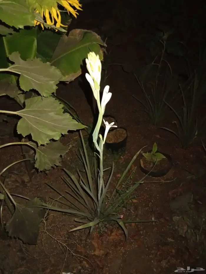 زهزة النرجس اليمني 0