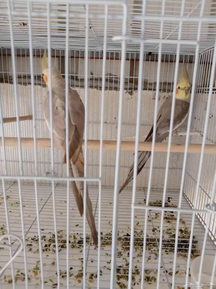 للبيع زوج كوكتيل كروان 1