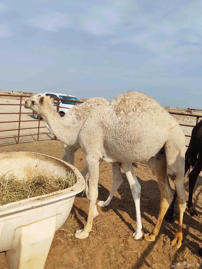 قعدان للبيع 2