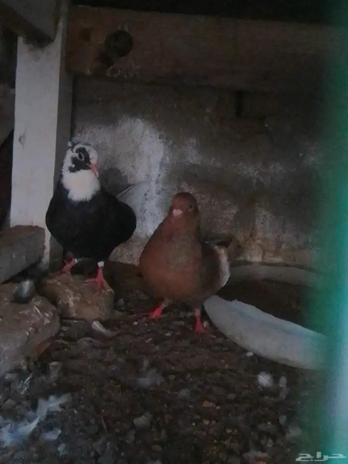 ازواج قطايف قلابي منها زوج جو 1