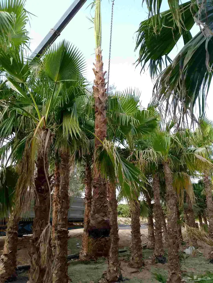 نخيل واشنطني زينه 4