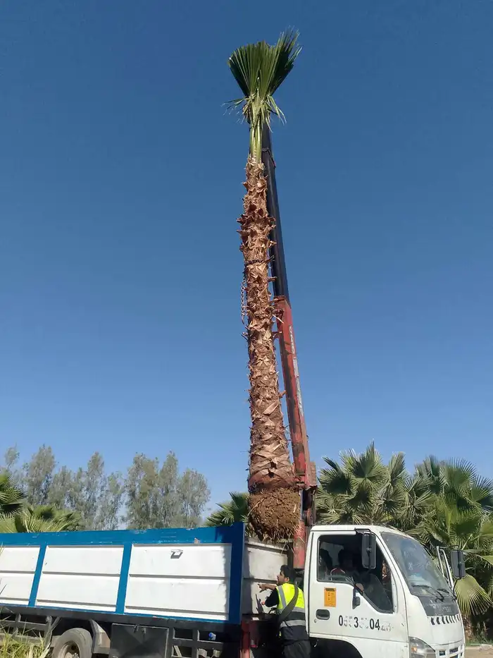 نخيل واشنطني زينه 0