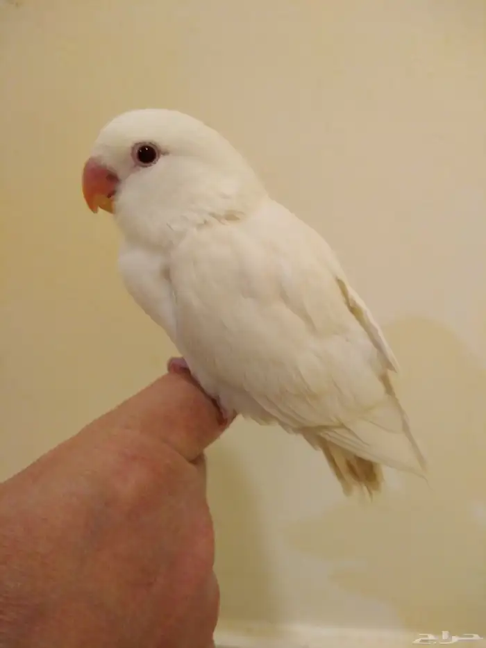 روز أليف جدا مناسب للأطفال والكبار بداية فطام وهدد باأغراضه 0