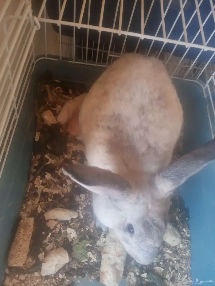 أرانب أناثي 1