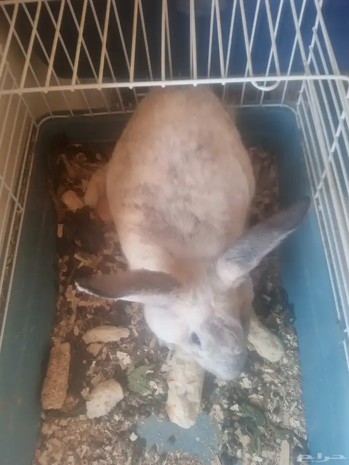 أرانب أناثي 8