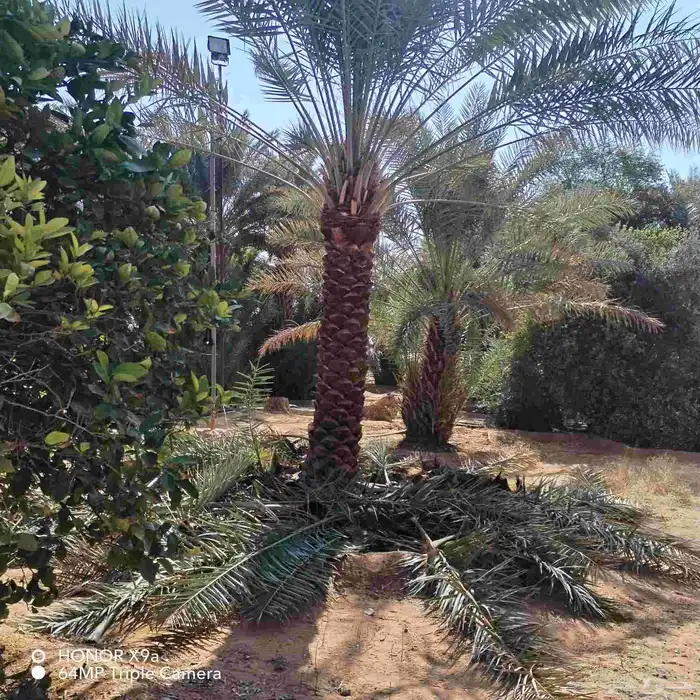 نخل للبيع جميع المقاسات 8