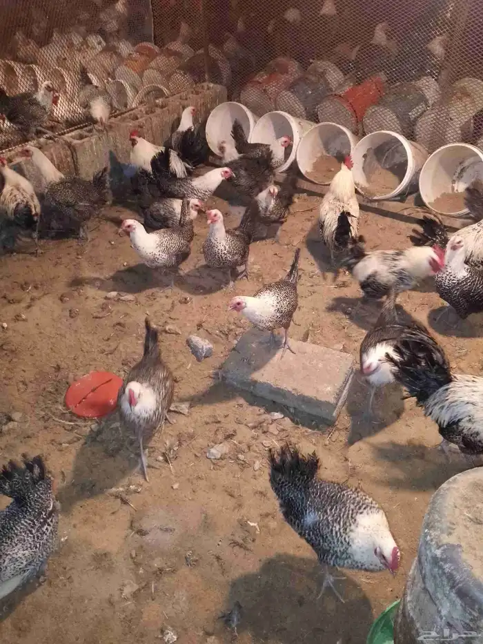 دجاج ودياكه فيومي كفو سوبر جامبو 2