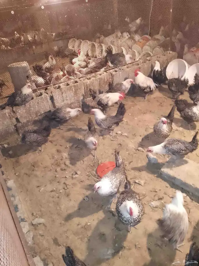 دجاج ودياكه فيومي كفو سوبر جامبو 3