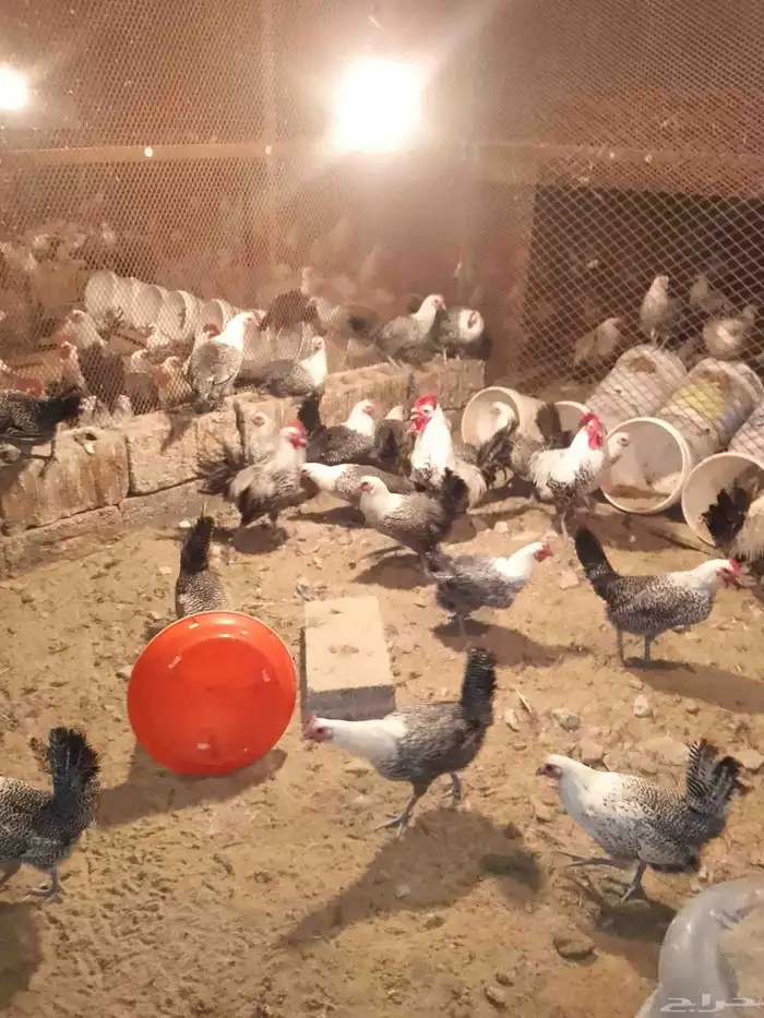 دجاج ودياكه فيومي كفو سوبر جامبو 1