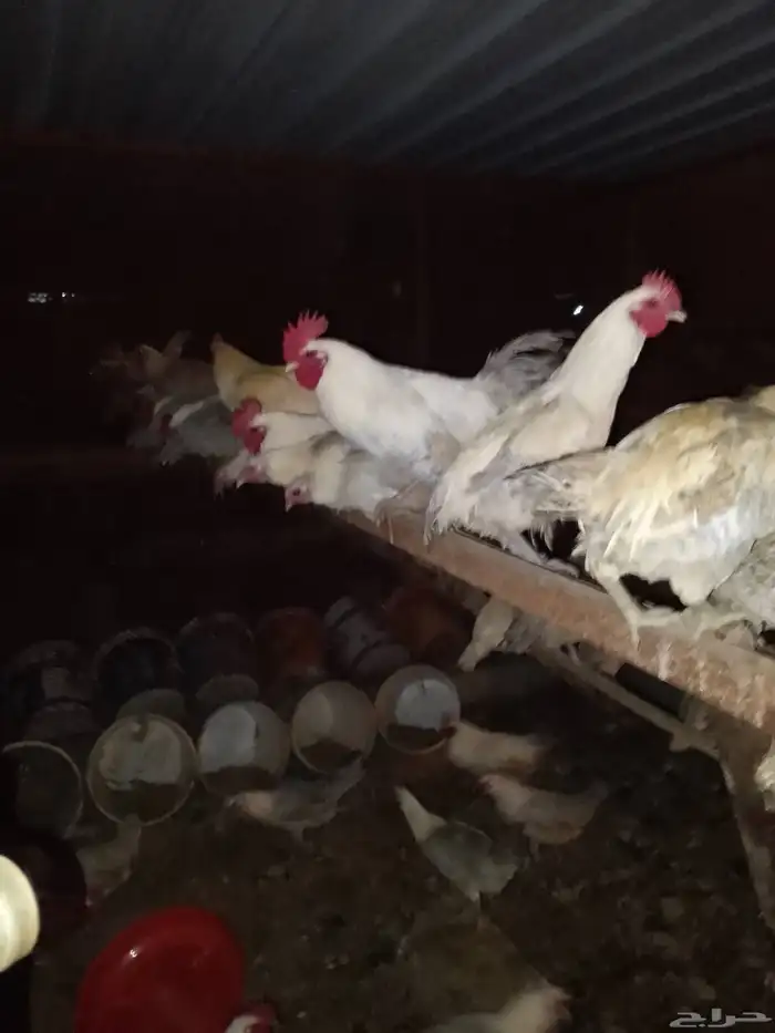 دجاج ودياكه فيومي كفو سوبر جامبو 4