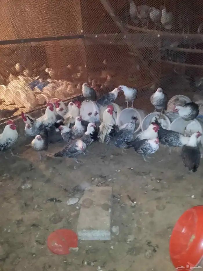 دجاج ودياكه فيومي كفو سوبر جامبو 6