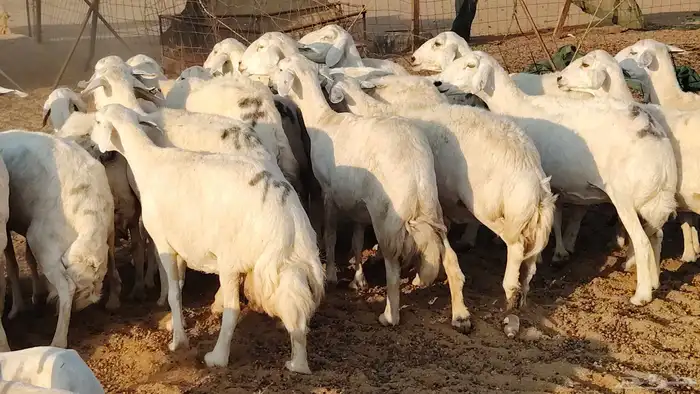 ضان خلفات طيبه 15 تحتها 15 غنم طييه 23